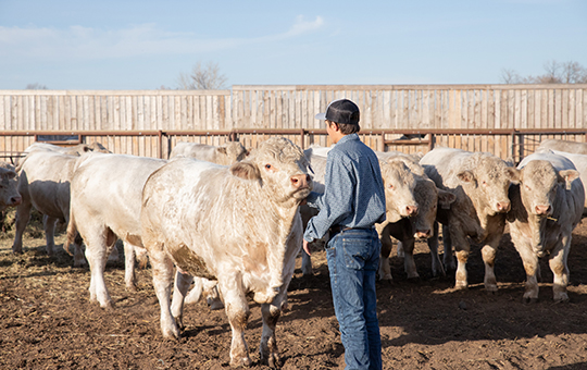 Jackson with Charolais Bulls